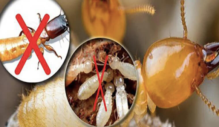 dịch vụ diệt mối uy tín hàng đầu